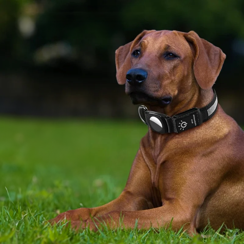 Dog collar GPS global positioning