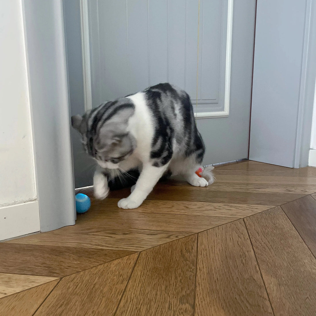 Interactive Ball Smart Pet Cat