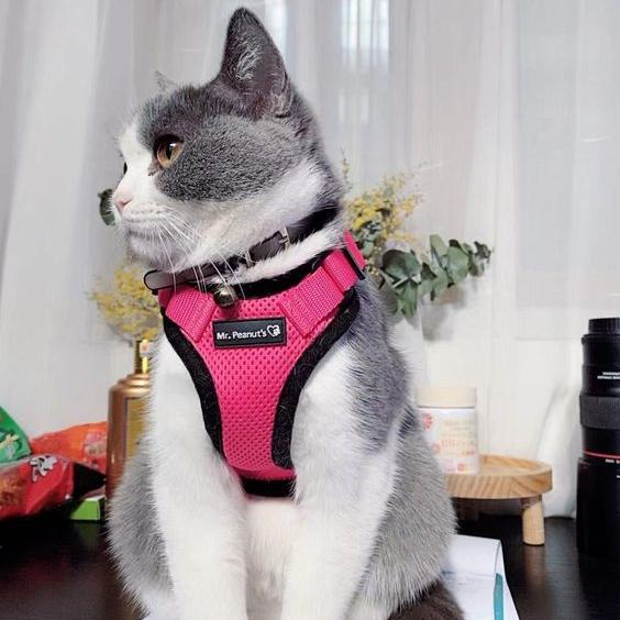 Cat Harness Vest Walking Lead Leash